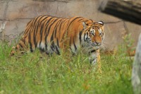 /album/fotogalerie-zoo-ohrada-hluboka-nad-vltavou/tygr-oliver-jpg/